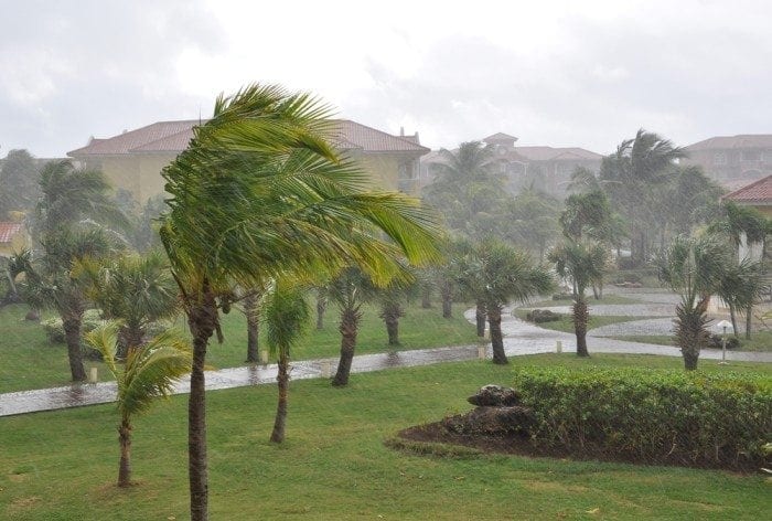 Image showing several tall palm trees blowing in the winds of a hurricane.