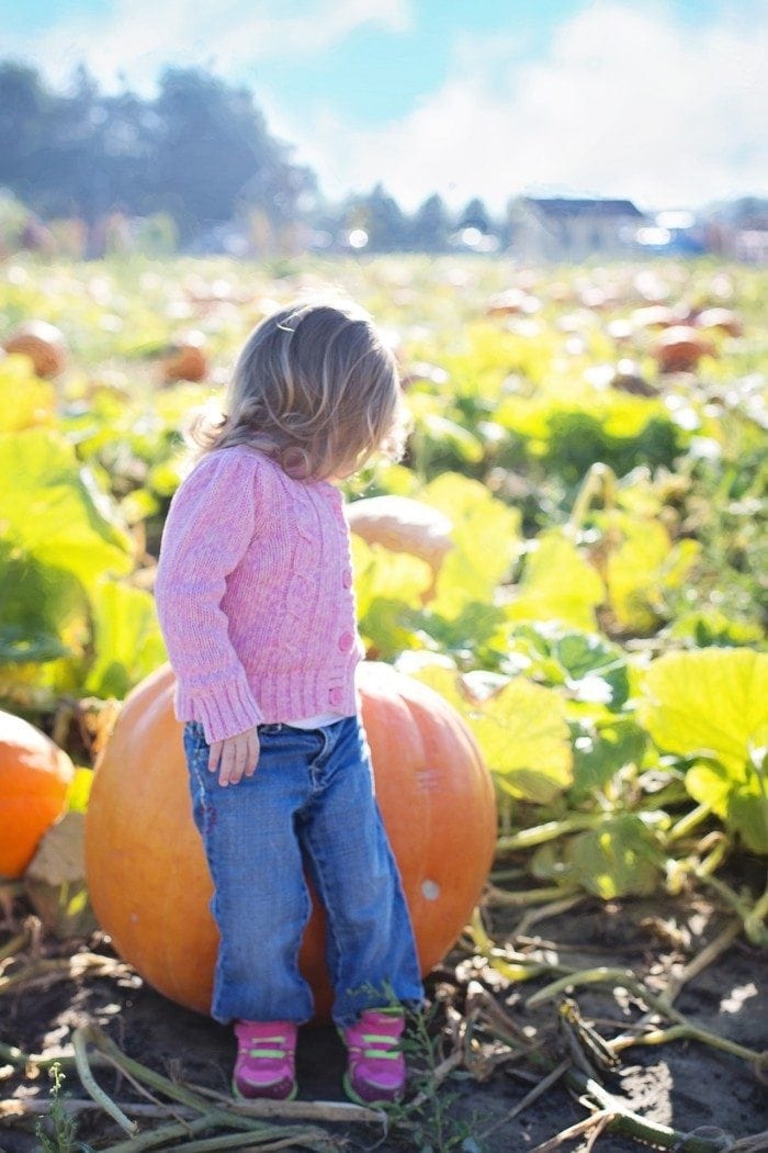 Small child with head turned back looking into a sunny pumpkin patch.