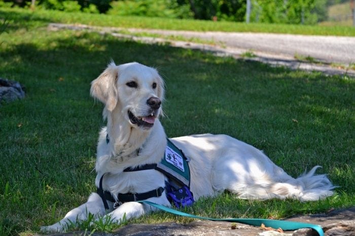 A service dog laying on a shaded patch of grass.