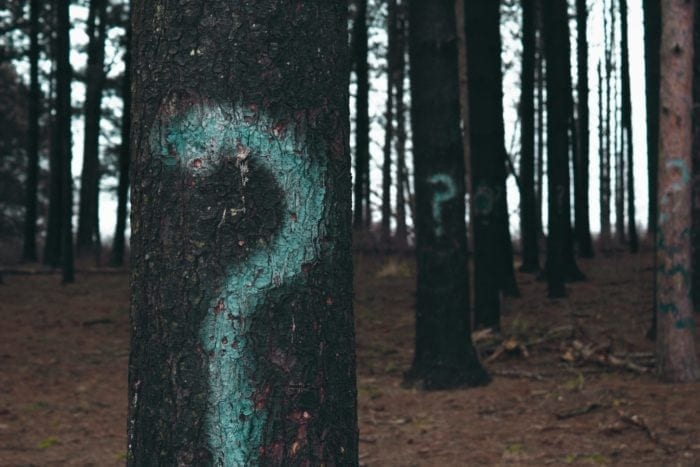 Forest with question marks on some of the trees