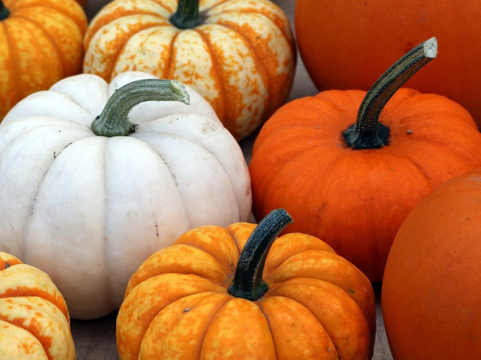 Several pumpkins