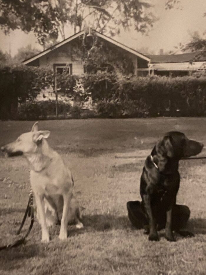 Photograph of the author's parents' guide dogs, a German shepherd on the left and a black Labrador on the right.