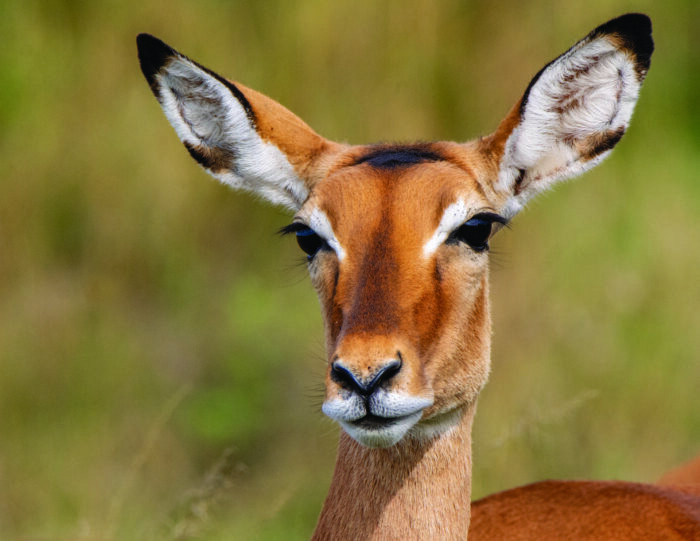 Close up photo of an impala’s face