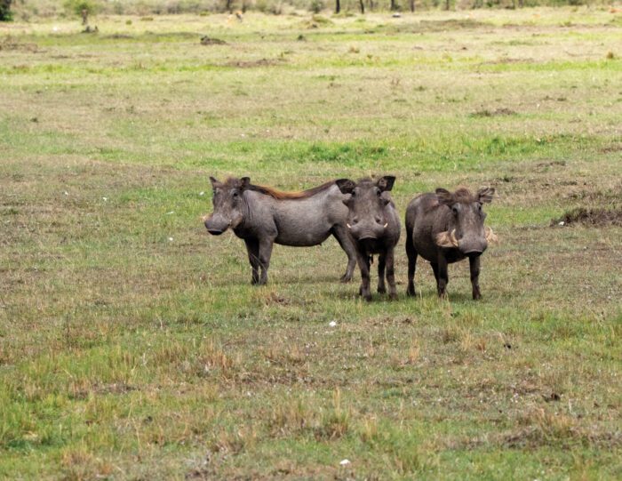 Three warthogs standing together in a field