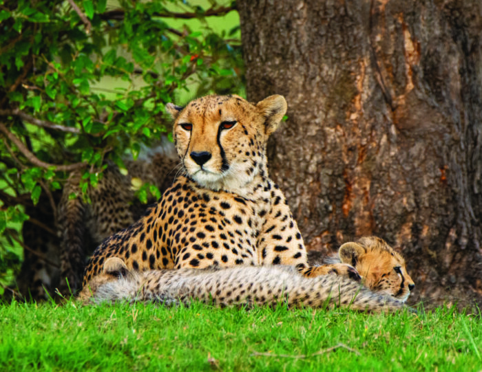 An adult cheetah lying in the grass next to its cub