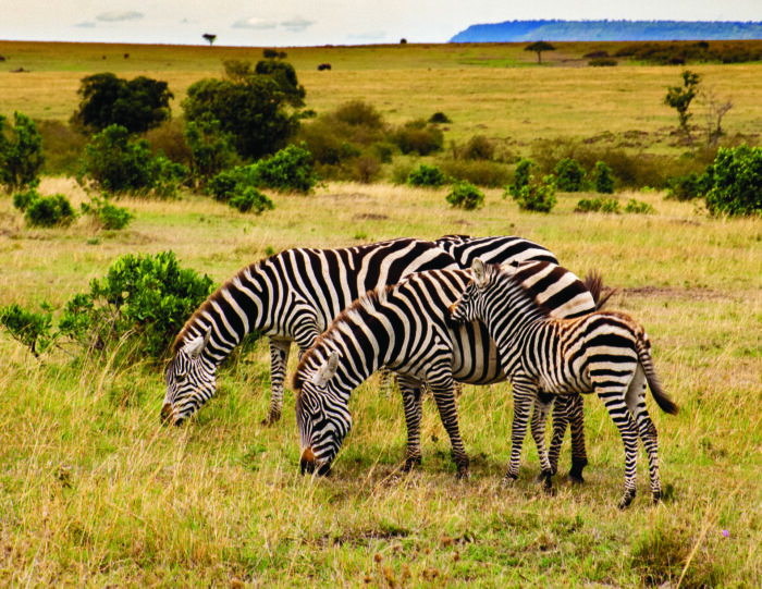Two adult zebras eating grass in a field and a baby zebra standing in front, touching its nose to one of the adults