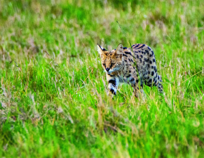 A serval (a wild cat) walking in a grass field