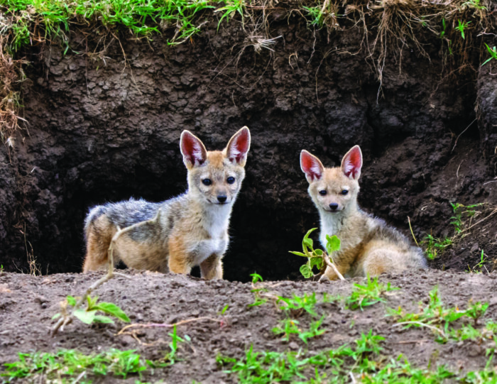 Two jackal pups in front of their den