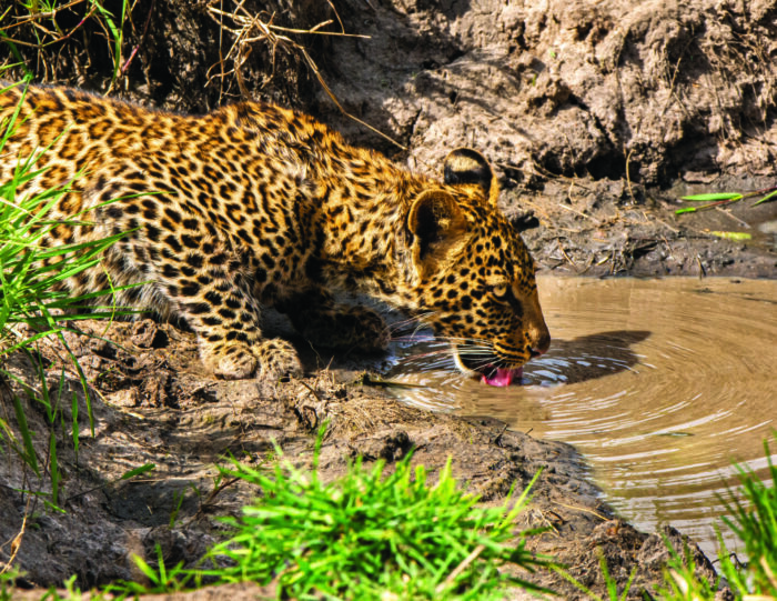 A leopard drinking from a pond