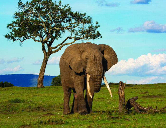 An elephant walking in a field with mountains and a tree in the background