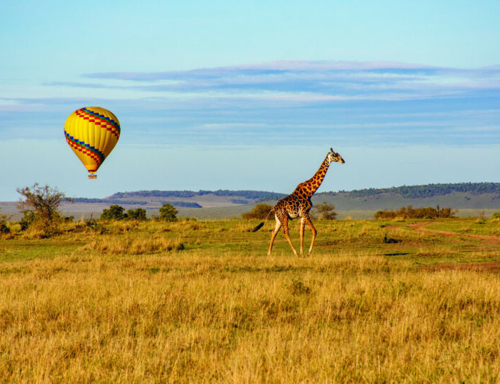 A giraffe walking in a field with a hot air balloon floating in the background