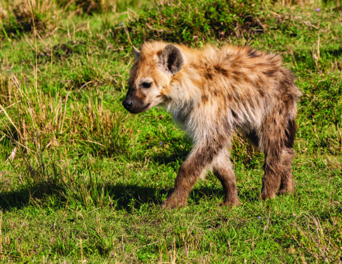 A hyena pup walking through a field