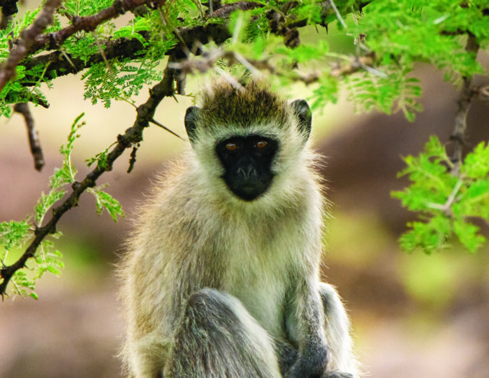 A langur monkey sitting in a tree