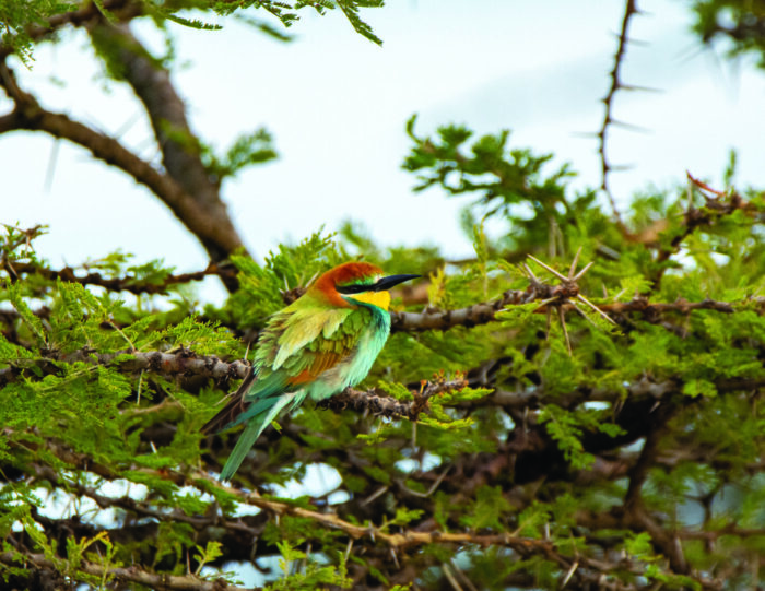 A European bee-eater bird sitting in a tree