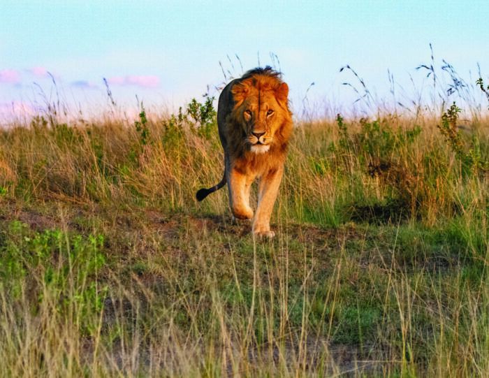 A male lion walking through a field