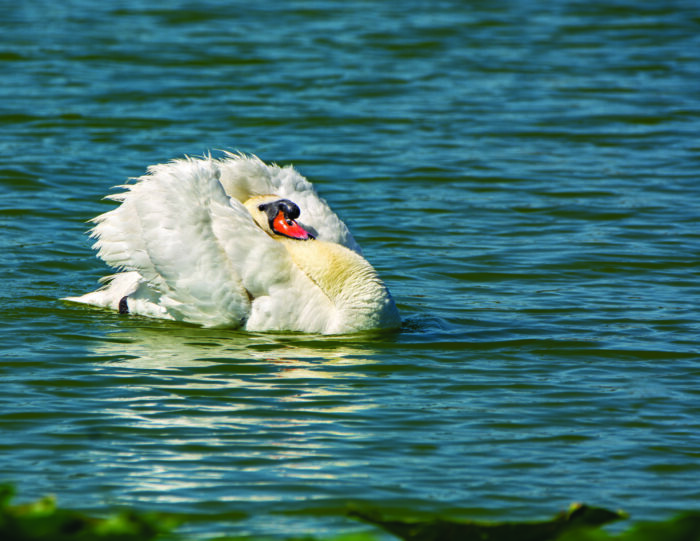swan napping while floating on the water