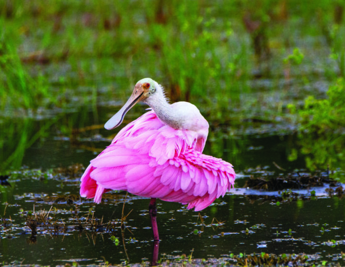 roseate spoonbill curtsying in a pond