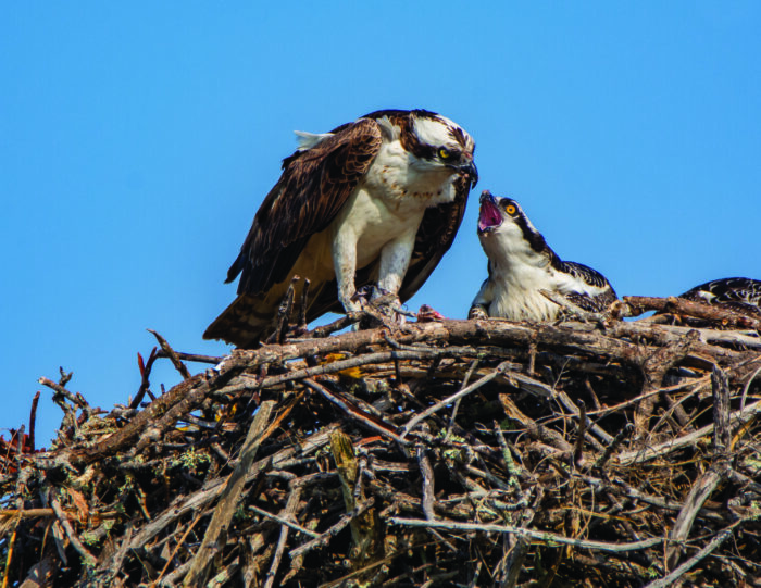 2 irritated ospreys in a nest