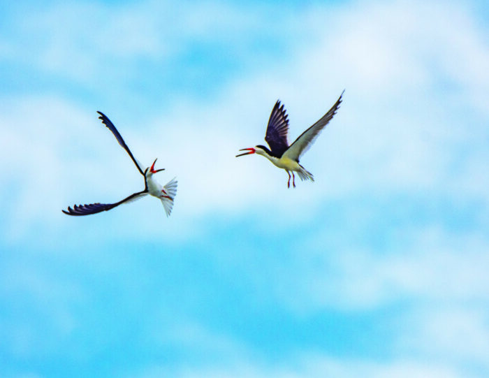 2 black skimmers play fighting in the air