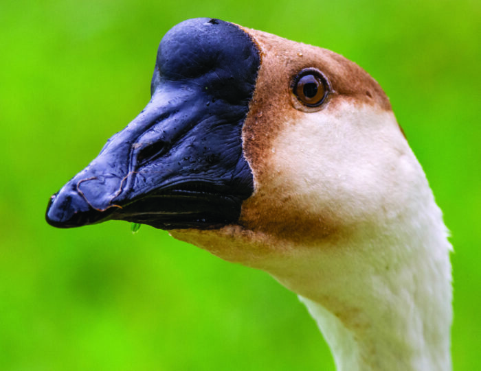 close-up of a confused goose