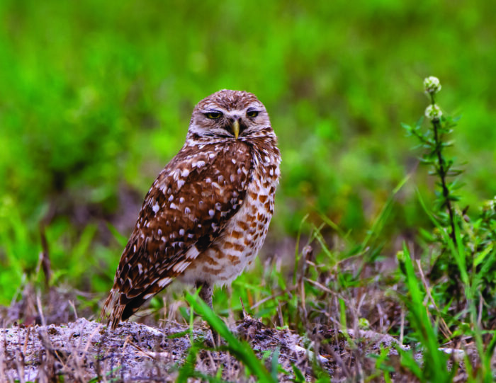 judgmental burrowing owl staring down the camera