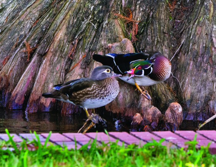 wood duck yelling at another wood duck