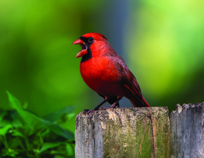 cardinal yelling at something