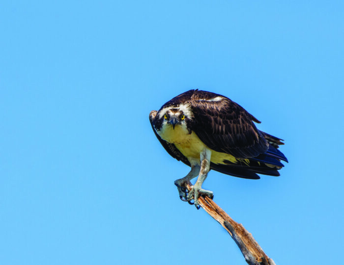 angry osprey staring down the camera