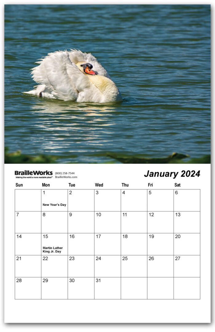 January 2024 calendar page featuring a swan napping while floating on the water