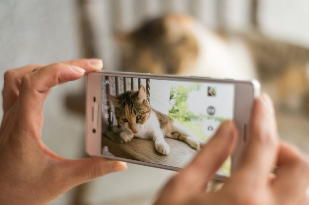 Someone holding up their phone taking a photo of a cat sitting on a chair outside.