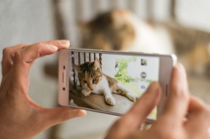 Someone holding up their phone taking a photo of a cat sitting on a chair outside.